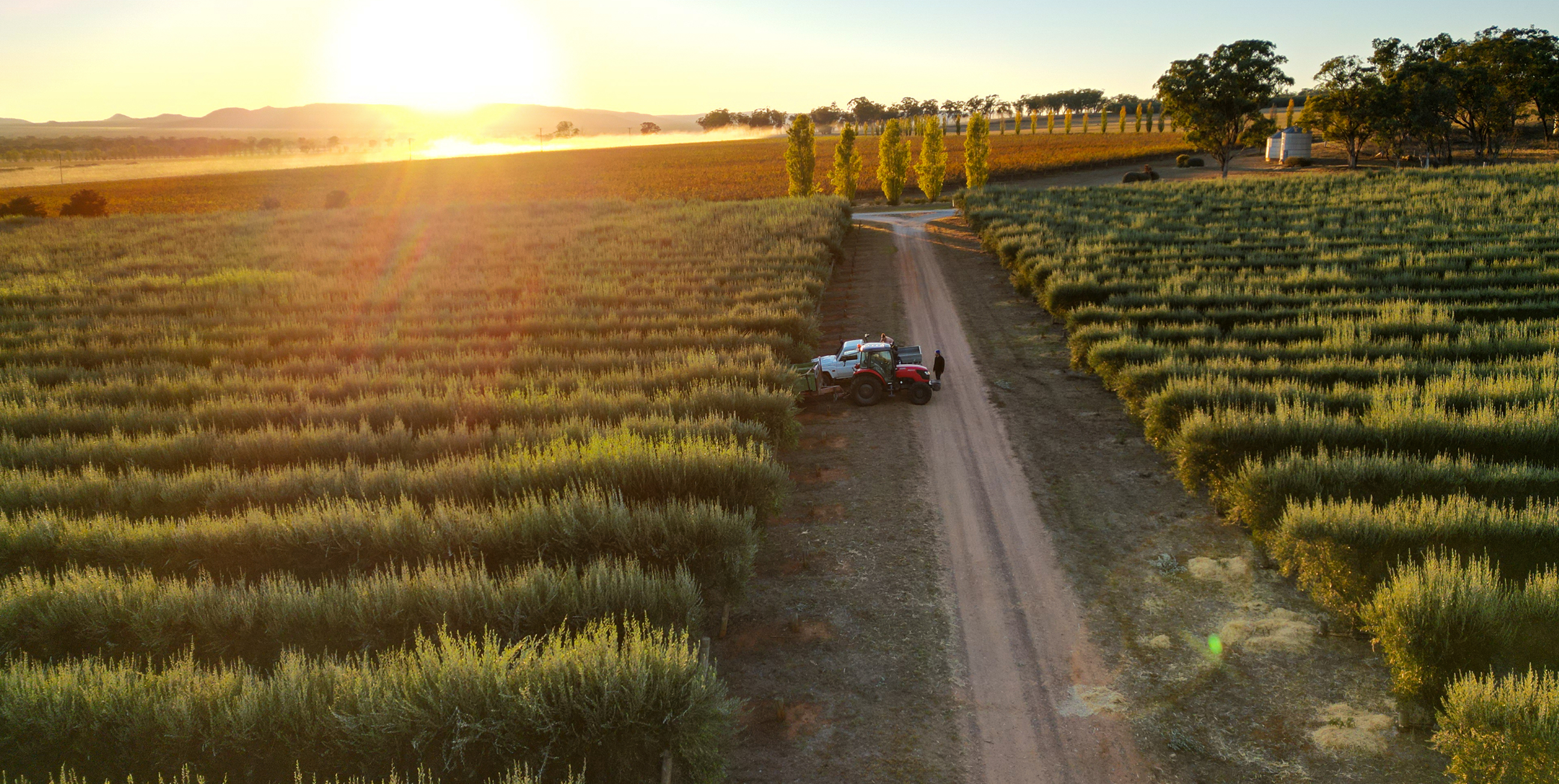 Premium quality olive oil, direct from our family farm
